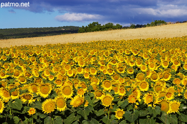 Image d'un champ de tournesols prs de Mane dans les Alpes de Haute provence