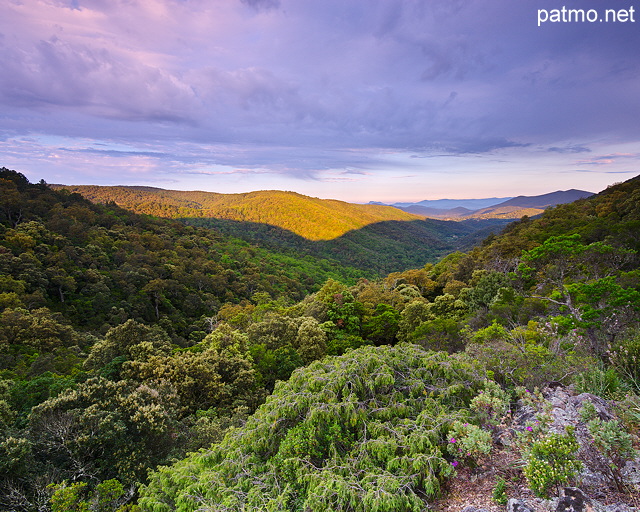 Image of the sunrise of Provence forest in Massif des Maures area