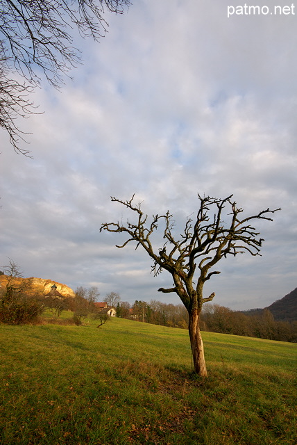 Photo d'un arbre mort sous les nuages