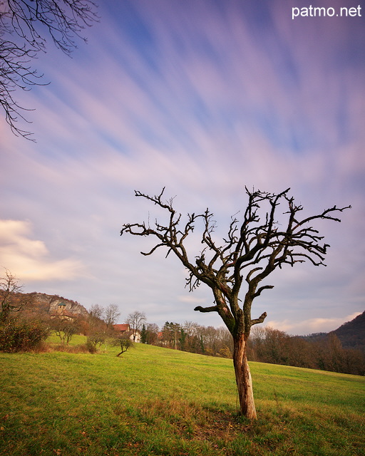 Photo en pose longue d'un vieil arbre sous les nuages