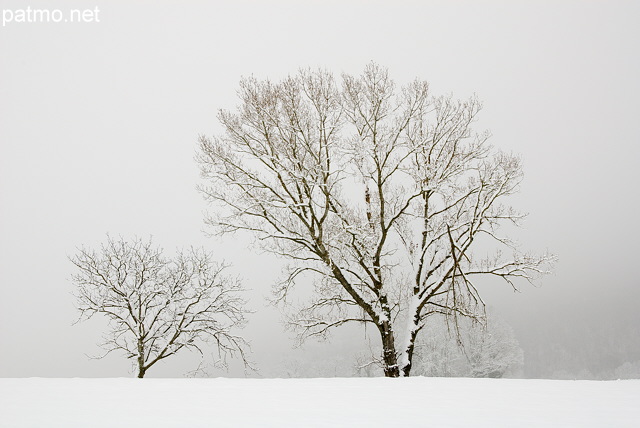 Photo d'arbres sous la neige prs de Chaumont en Haute Savoie