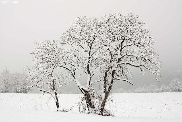 Photo d'arbres couverts de neige prs de Chaumont en Haute Savoie