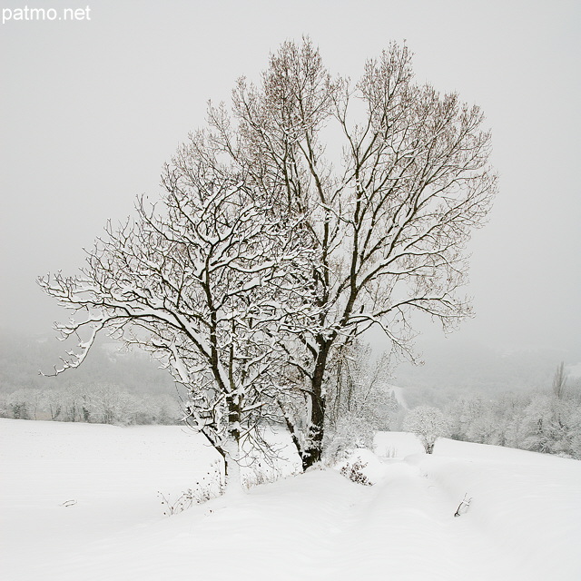 Photo d'arbres enneigs prs de Chaumont en Haute Savoie