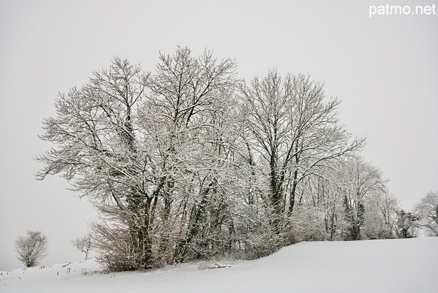 Image d'arbres sous la neige prs de Chaumont en Haute Savoie