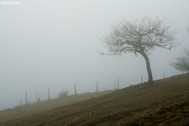 Photo d'un arbre dans le brouillard sur la crte de la montagne du Vuache en Haute Savoie.