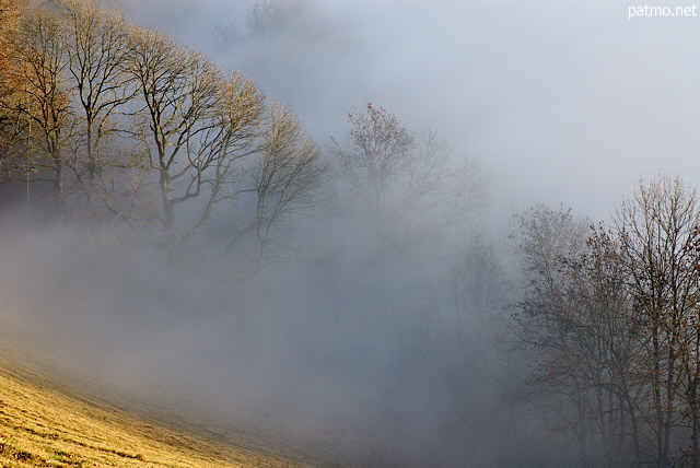 Image of a forest in the mist on Vuache mountain