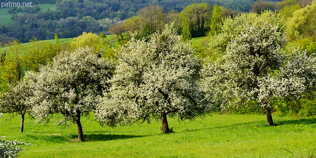 Photo de trois arbres fruitiers couverts de fleurs au printemps