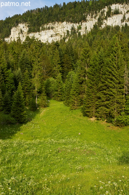 Photo d'une prairie entoure de fort dans les montagnes de la valle de la Valserine