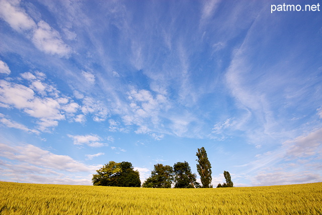 Photographie d'un champ de bl sous un ciel bleu et nuageux