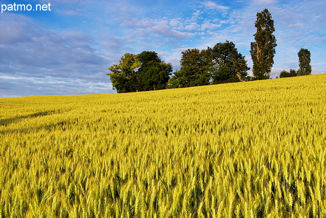 Photo d'un champ de bl en Haute Savoie