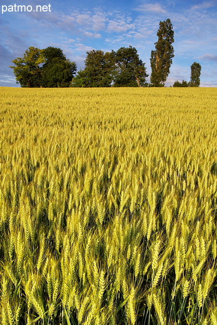 Image d'pis de bls dans un champ en Haute Savoie