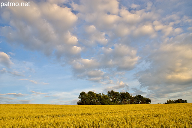 Picture of a wheat field under a cloudy sky