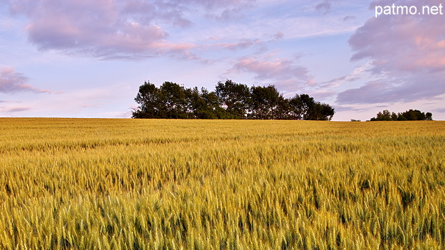 Photo of a wheat field in dusk light