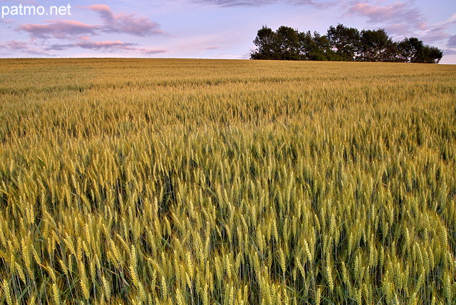 Photo of a wheat field in dusk light