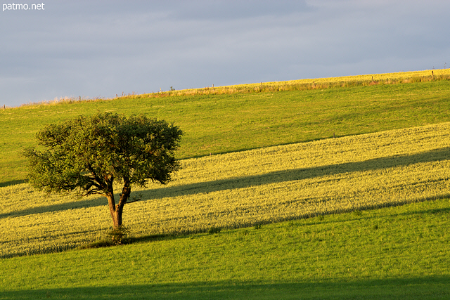 Image of a lonely tree under storm light in the french countryside