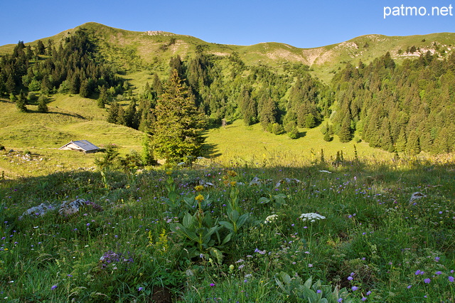 Photo de prairies d'alpage sur la montagne du Grand Crt d'Eau