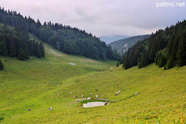 Photo des alpages de la montagne du Grand Crt d'Eau