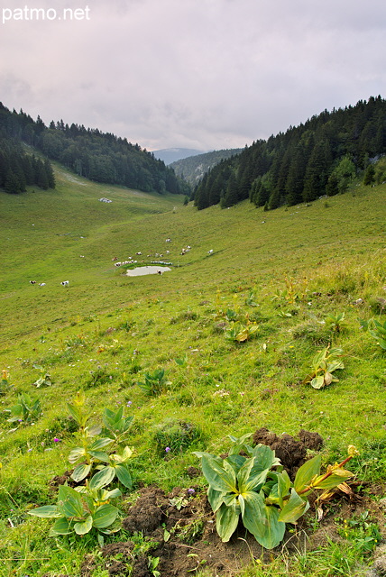 Image des prairies de la montagne du Grand Crt d'Eau sous un ciel nuageux