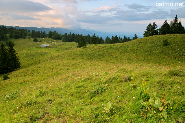 Photo des prairies d'alpage autour du Chalet du Sac sur le Grand Crt d'Eau