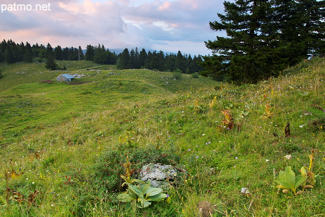 Image des prairies du Grand Crt d'Eau autour du Chalet du Sac