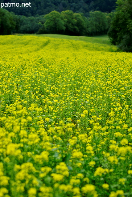 Image d'un champ de colza en Haute Savoie