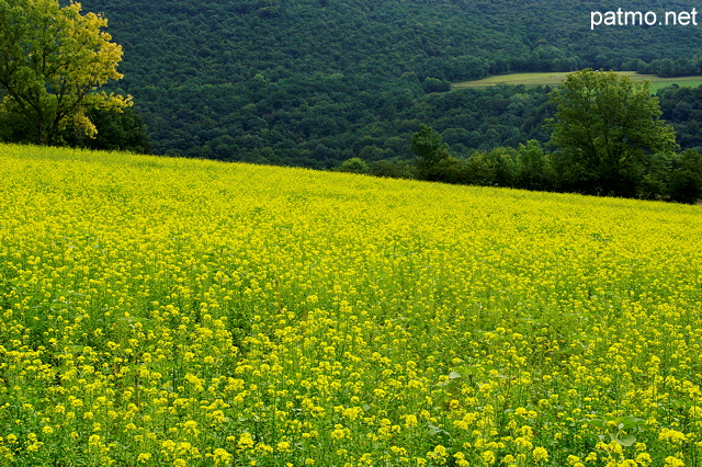 Photographie d'un champ de colza fleuri au pied du Mont de Musiges