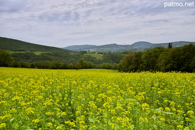 Photographie d'un champ de colza sous un ciel couvert