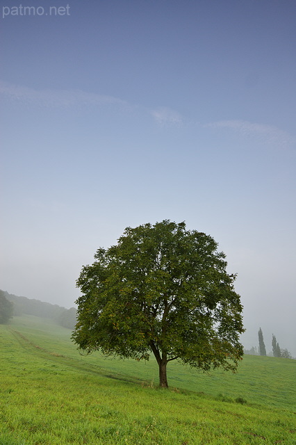 Photographie d'un arbre solitaire dans un paysage rural