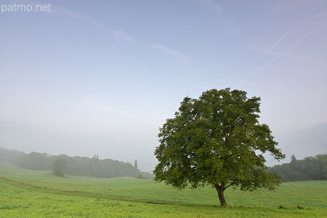 Photo d'un noyer dans la brume d'automne