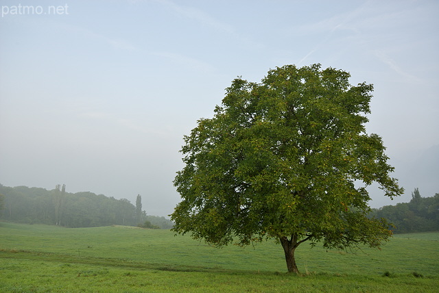 Image d'un noyer dans un paysage d'automne