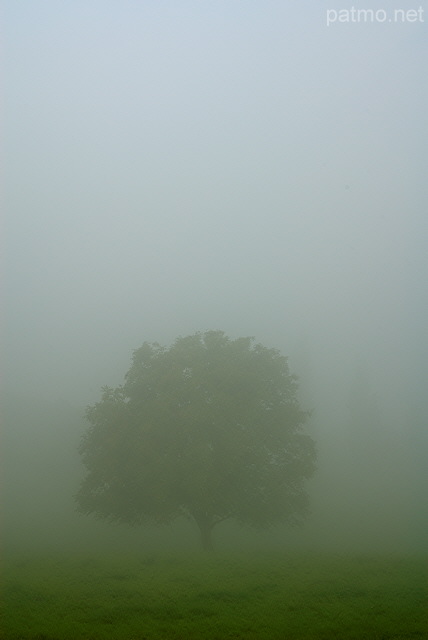 Photo d'un noyer dans le brouillard  Arcine en Haute Savoie