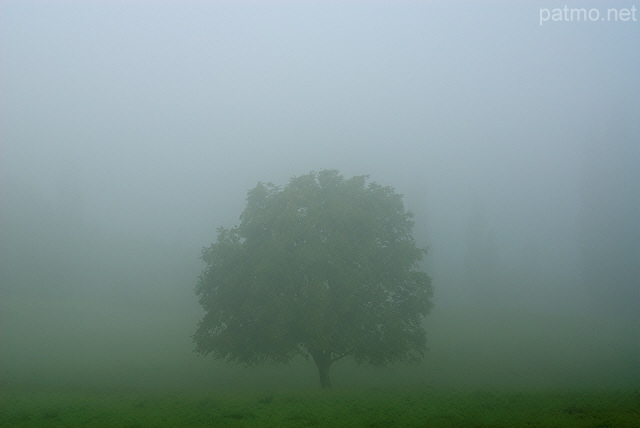 Photo d'un noyer dans le brouillard matinal  Arcine en Haute Savoie