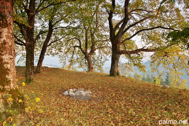 Scne d'automne dans un bosquet de tilleuls