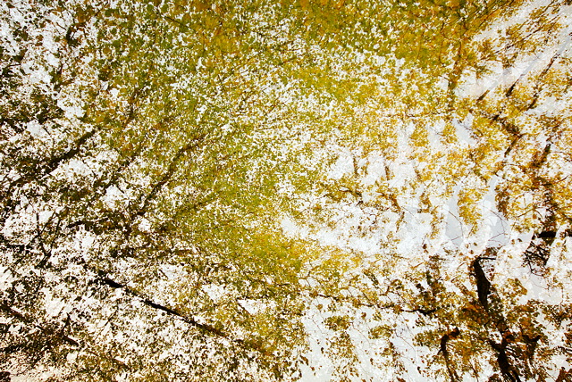 Image abstraite d'un ciel d'automne  travers des branches de tilleuls