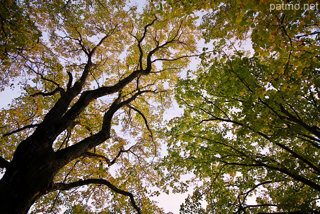 Photo en contre plonge du ciel d'automne sous des tilleuls