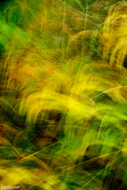 Photo abstraite d'herbes colores dans un pr d'automne