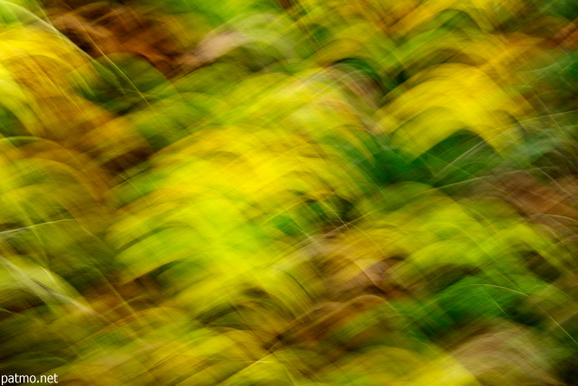 Image abstraite d'herbes dans un pré d'automne
