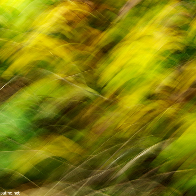 Photographie abstraite d'herbes d'automne