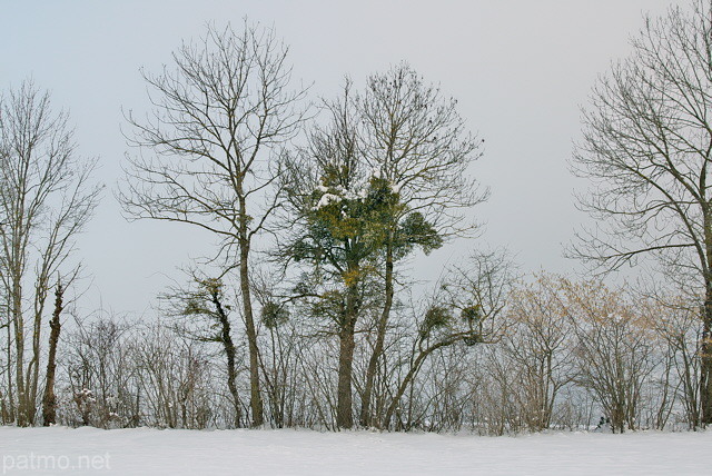 Photographie d'une haie dans un paysage d'hiver