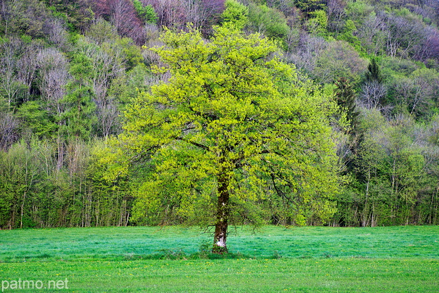 Image d'un arbre dans un paysage rural printanier