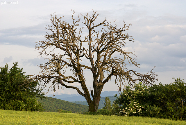 Photographie d'un vieil arbre dans un paysage rural