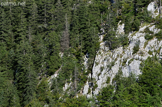 Photo d'une fort de montagne accroche  une falaise