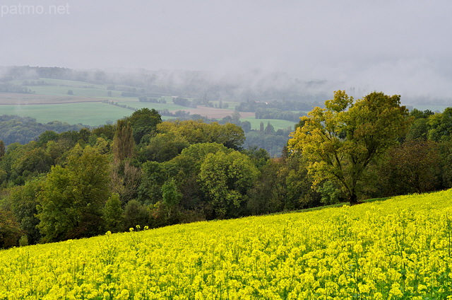 Photo du colza dans la campagne d'automne en Haute Savoie