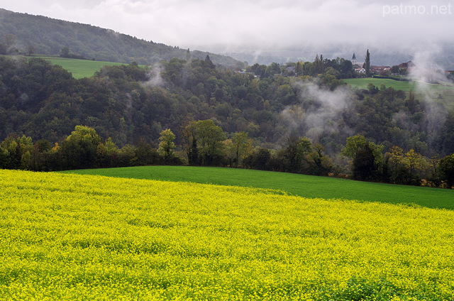 Image d'un champ de colza en automne entre Chaumont et Musiges en Haute Savoie