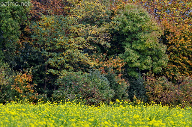 Photographie de fleurs de colza devant des feuillages d'automne