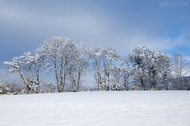 Photo d'une haie enneige en Haute Savoie