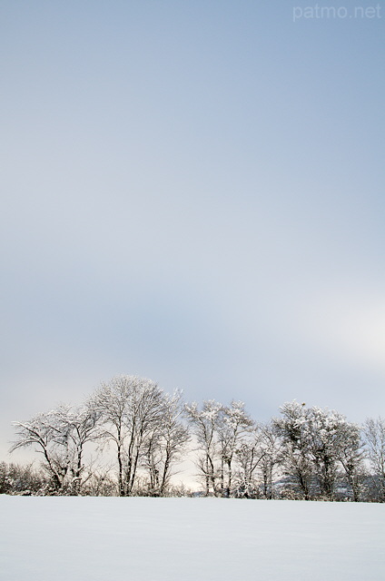 Image d'arbres enneigs en Haute Savoie