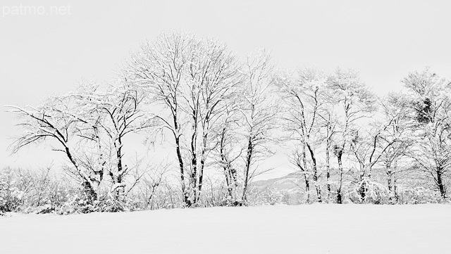 Photographie d'arbres enneigs en Haute Savoie