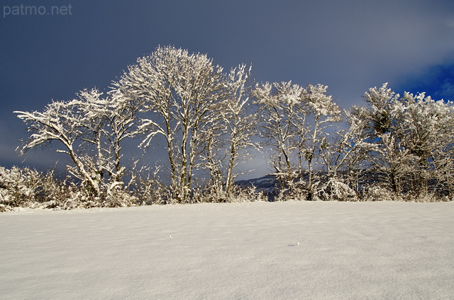 Photographie d'une haie dans un paysage rural enneig en Haute Savoie