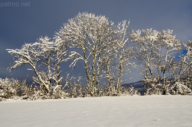 Photo d'arbres enneigs en Haute Savoie